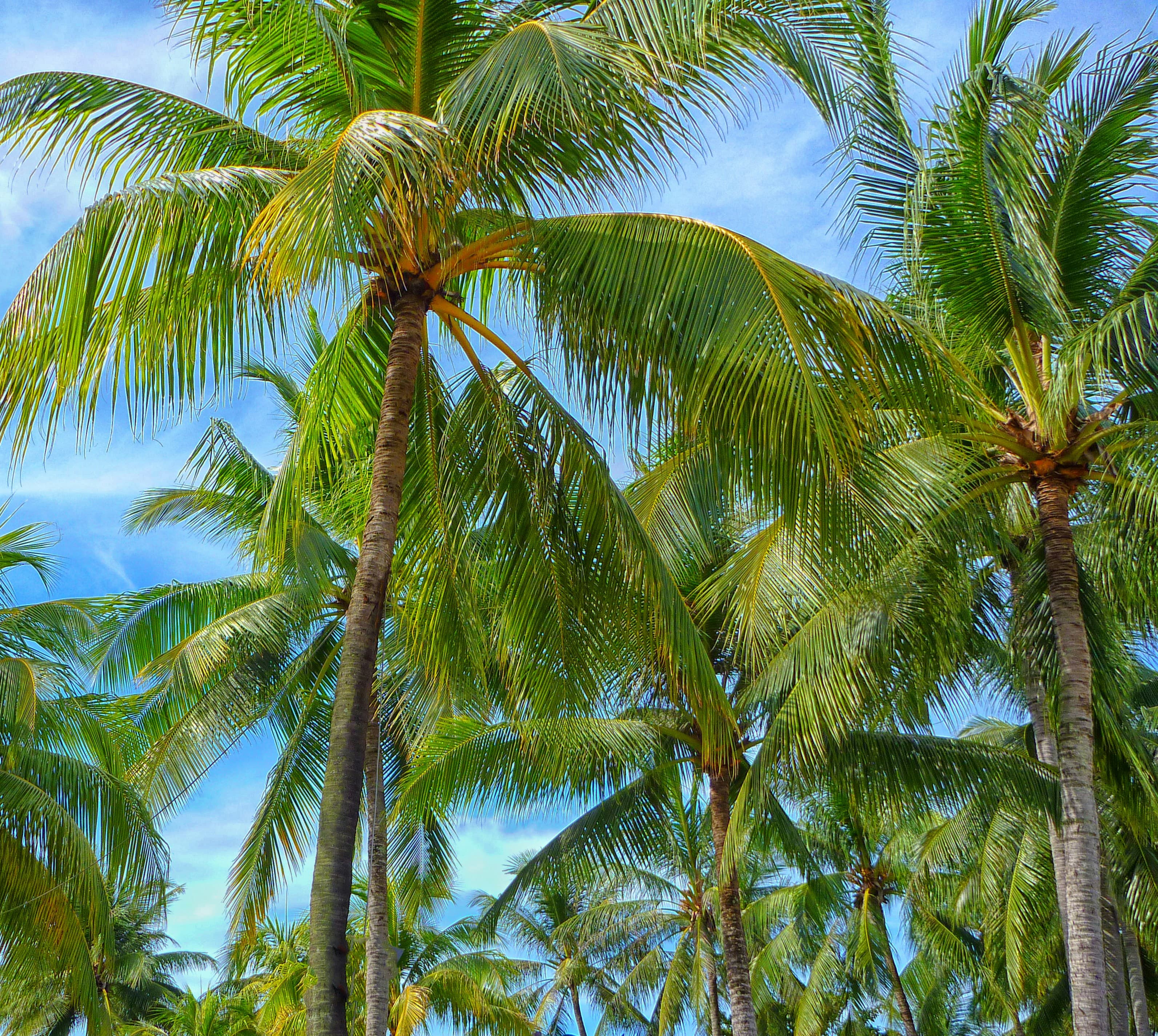 Coconut Plantation